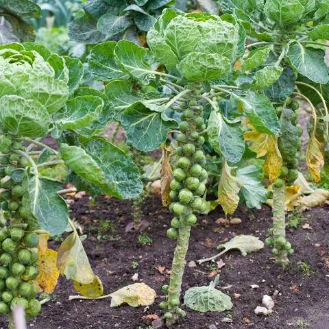 Цветная капуста