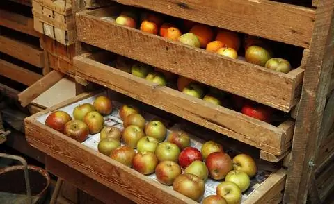 Хранящиеся яблоки