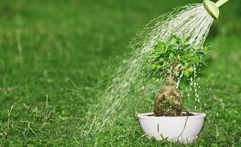 Промыть бонсай летом