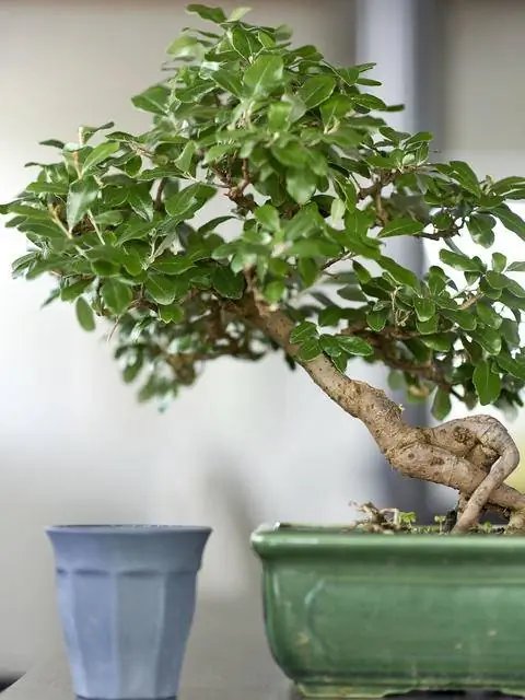 Бонсай излучают гармонию и спокойствие