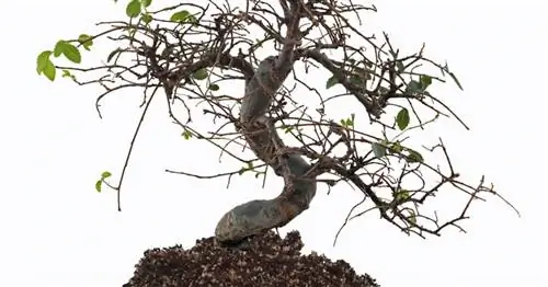 Ваш бонсай теряет листья? Это причины