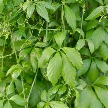 Джиаогулан