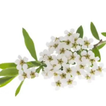 Боярышник с цветами