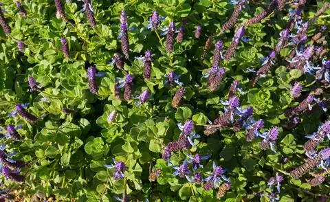 Растение, вызывающее раздражение (Plectranthus ornatus)