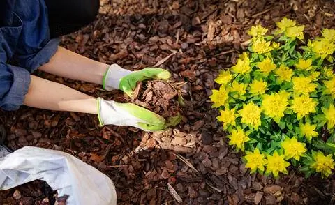 мульчирование