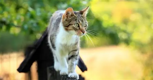Отпугивание кошек: 5 методов отпугивания кошек в сравнении