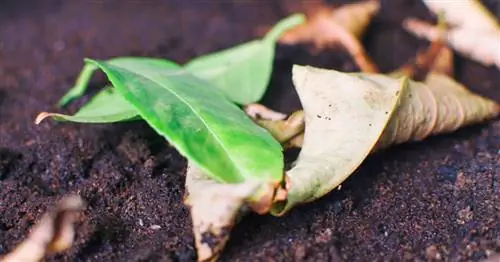 Лимонное дерево теряет листья? Это причины