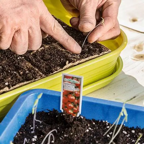 Пикировать сорт помидоров Ризо 'Sweet Million F1'