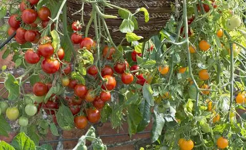 Виноградный томат 'Тамблинг Том'