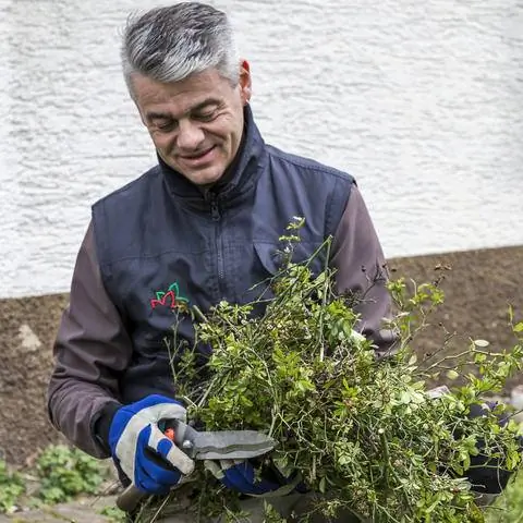 Смелая обрезка почвопокровных роз