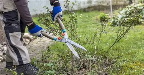 Как правильно обрезать почвопокровные розы