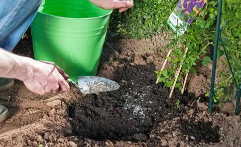 Удобряйте клематисы роговой стружкой при посадке