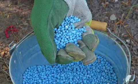 Удобрение клематисов синими семенами