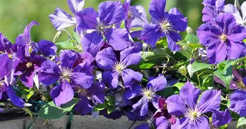 Правильно удобряйте клематисы