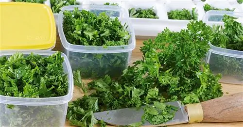 Заморозка петрушки: так она надолго останется свежей