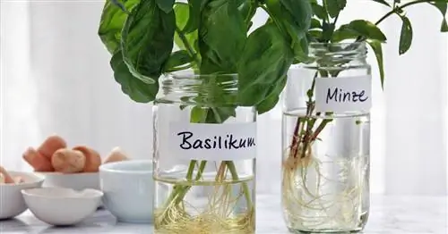 Выращивание трав в воде: вот как