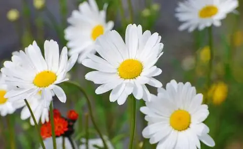 Гренландская маргарита (Arctanthemum arcticum)