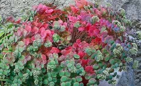 Октябрьский толстолистный (Sedum sieboldii)