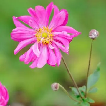 Ветреница осенняя Anemone japonica 'Prinz Heinrich'