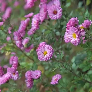 Осенняя хризантема 'Анастасия'