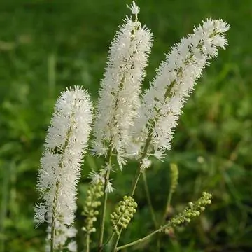 Октябрьский клопогон (Cimicifuga simplex)