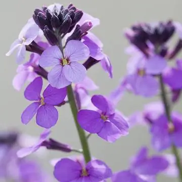 Шотерих 'Боулз лиловый'