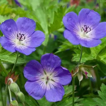 Журавль 'Розанна'