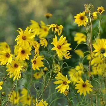 Helianthus salicifolius вар. Оргиалис