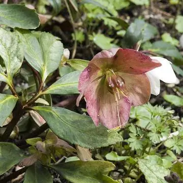 Рождественская роза (Helleborus niger) 'Praecox'