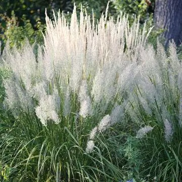 Алмазная трава (Calamagrostis brachytricha)