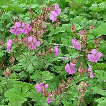 Кембриджская журавль (Geranium x cantabrigiense)