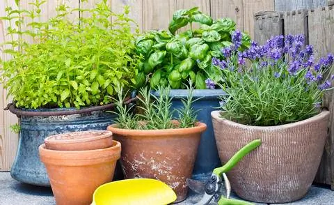 Горшечные травы для балкона