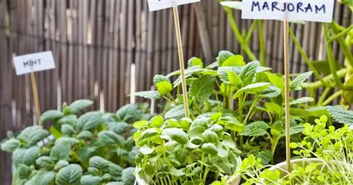 Безопасный для пчел огород на балконе: 9 советов для богатого урожая