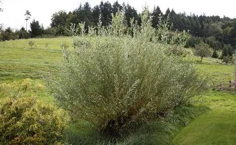 Ива белая (Salix alba)