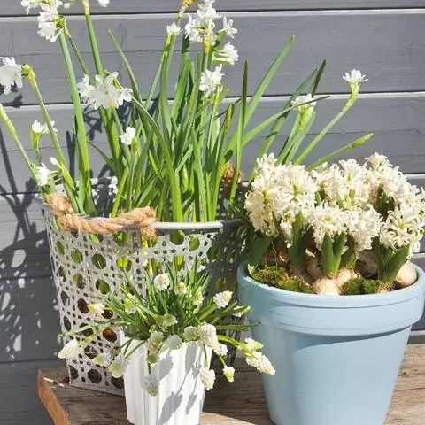 Луковые цветы в цветочных горшках