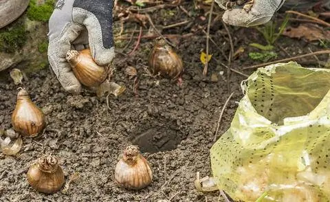 Посадить цветочные луковицы