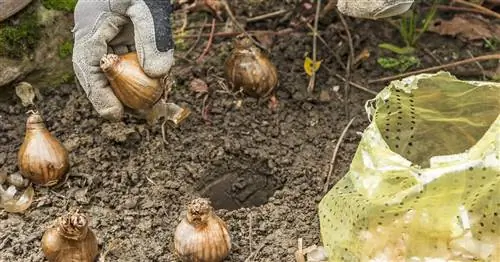 Цветочные луковицы: обзор сроков посадки