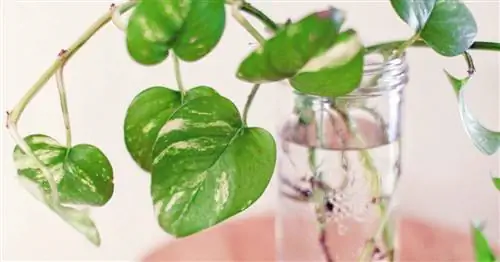 Размножение плюща: это так просто