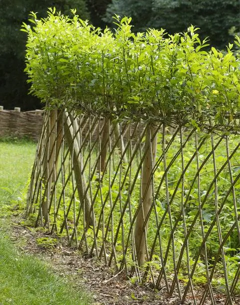 плетеный забор