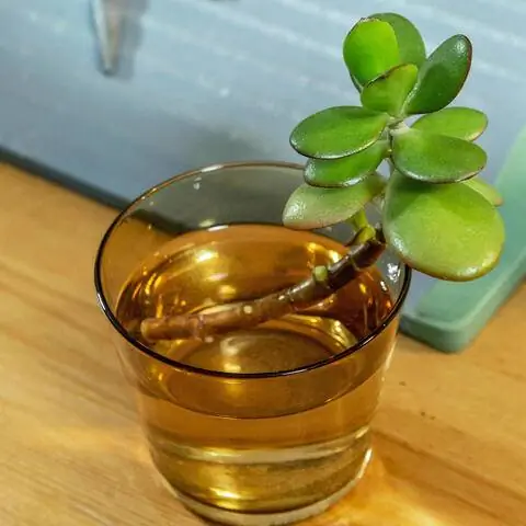 Обрезка денежного дерева