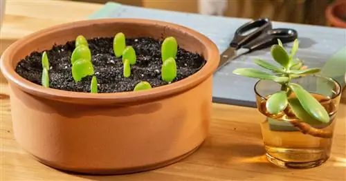 Размножаем денежное дерево: вот как