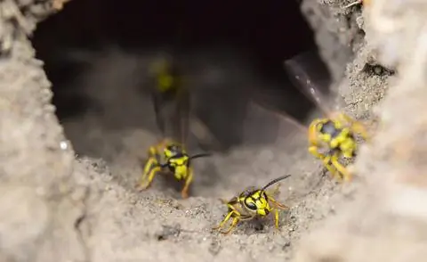 Обыкновенная оса - одна из земляных ос