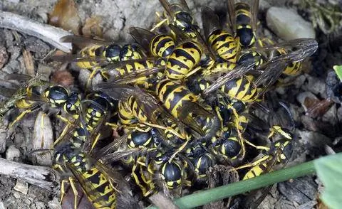 Немецкая оса