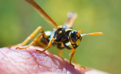 Укус наземной осы