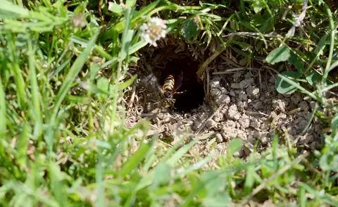 Гнездо земляных ос