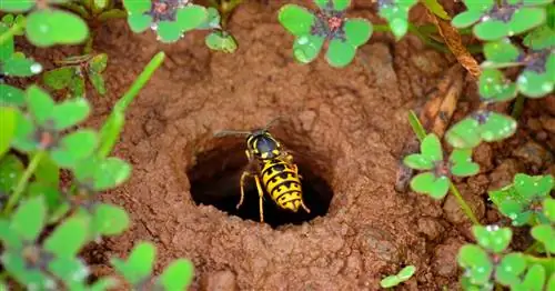 Борьба с земляными осами или их переселение?