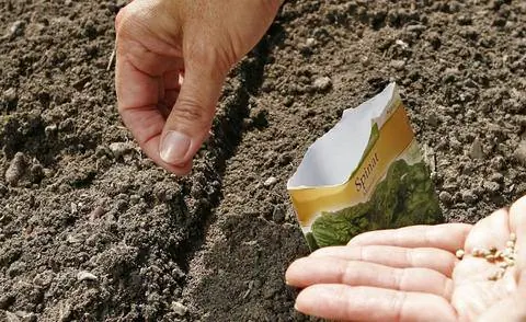 Посеять шпинат