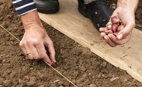 Выложить лук в ряд