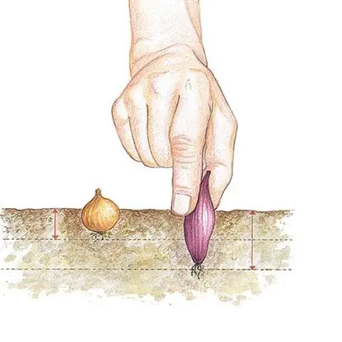 Наклейте лук правильно