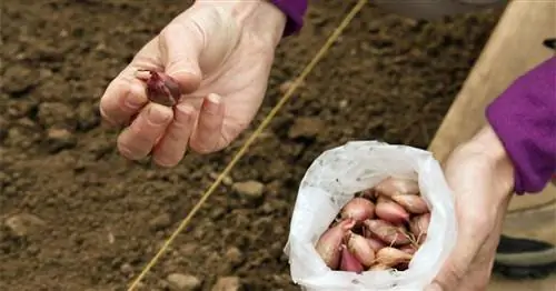 Лук репчатый: на это нужно обратить внимание